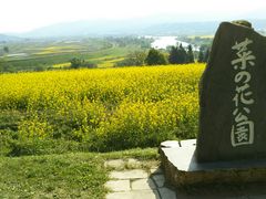 菜の花公園の菜の花 アクセス 営業時間 料金情報 じゃらんnet