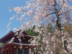 蓼科山聖光寺の桜の口コミ一覧 じゃらんnet