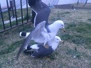 _̃Obg^[݂ȂƂ̓eʐ^1