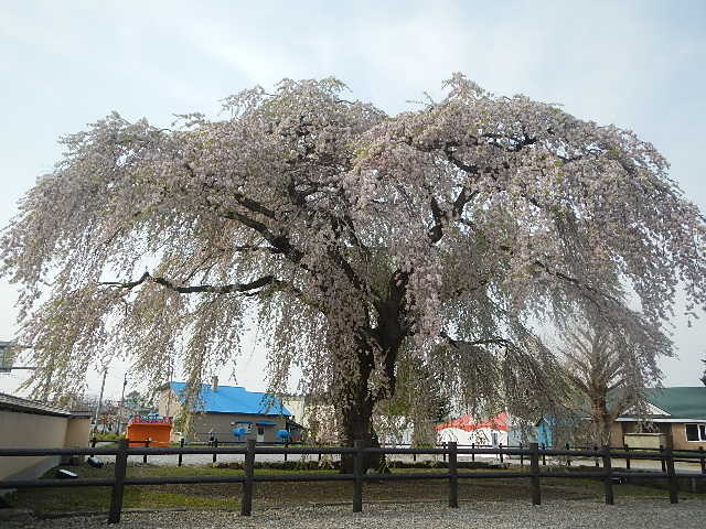 �������_�@�T��