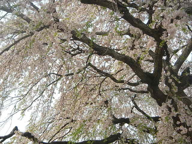 �������_�@�T��