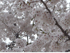 ݂񂳂̔R̍ւ̓eʐ^1