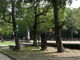 sumiさんの奈良公園のアセビの投稿写真1