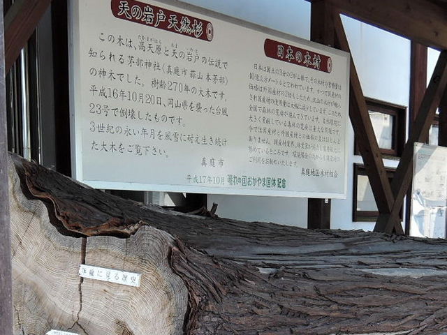 ����270�N�́u�V�̊�˓V�R���v_���R�؍ނӂꂠ�����