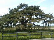 L^J̕c̒ñ}c̓eʐ^3