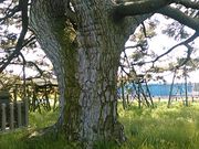 L^J̕c̒ñ}c̓eʐ^4