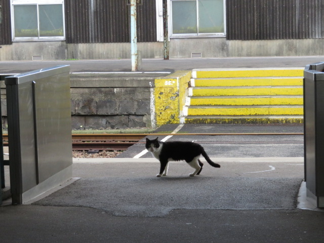 ̓{Ő[̓Swuт畽ˌwv̓eʐ^3