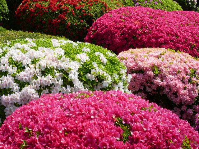 �F�Ƃ�ǂ�̃c�c�W_�R�̃z�e���̃c�c�W