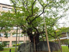石割桜 油彩画・油絵 ei112-Ishiwarisakura-Morioka-