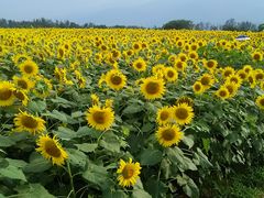 IxC̎Rt[Z^[EnCW̑ւ̓eʐ^1