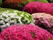 Todays̎R̃zẽccW̓eʐ^1