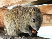 񂿂񂳂̎sӂꂠ̗@X̓eʐ^1