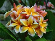 T{񂳂̔旧MъAق̓eʐ^1