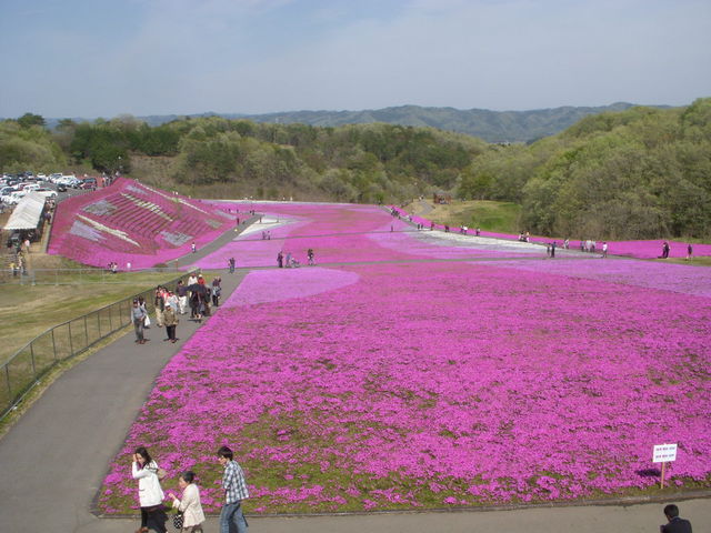 ̐lłɂĂ܂B_sLł𗬃Z^[