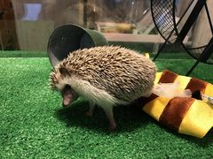 はじめてのハリネズミとのふれあいを楽しみました - はりねずみ屋ぽっ
