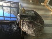 ܂Ƃ񂿂񂳂̐R@Hق̓eʐ^2