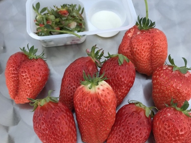 �Â��I_���R�x���[�����h