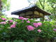 スピンコさんの藤森神社の投稿写真1