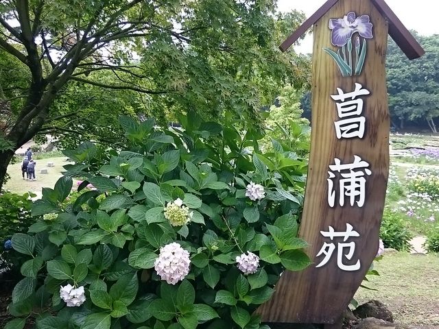 ���񂿂�񂳂�̂Ƃ�������^�A�W�T�C�̓��e�ʐ^1