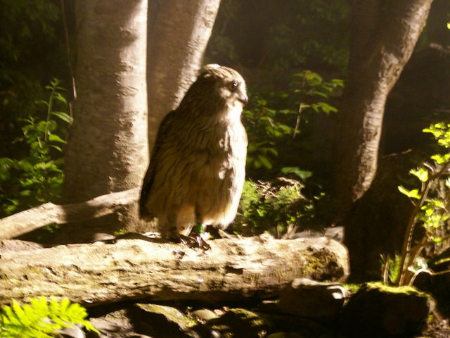 �V�}�t�N���E_�{�V������