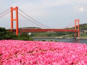 �Ƃ�����񂳂�̕��˃c�c�W�̓��e�ʐ^2