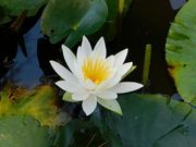 �Ƃ�˂�����̊�����̓��e�ʐ^6