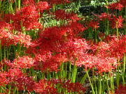 ^񂳂̐AE[厛Ղ̓eʐ^1