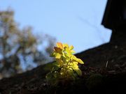 Yanwenli̘Zpn̓eʐ^3