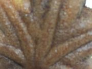 񂯂񂳂RAKU Rc ̈̓eʐ^1