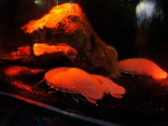 �҂�������̏��Í`�[�C�����ف`�V�[���J���X�E�~���[�W�A���`�ւ̓��e�ʐ^1