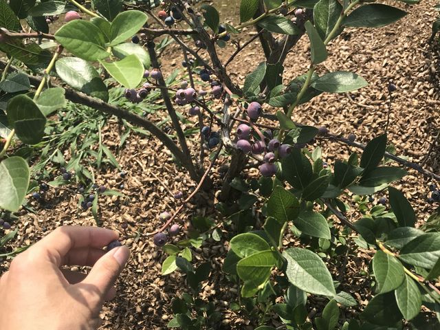 �u���[�x���[�̖؂ł��B_�^�s���u���[�x���[��