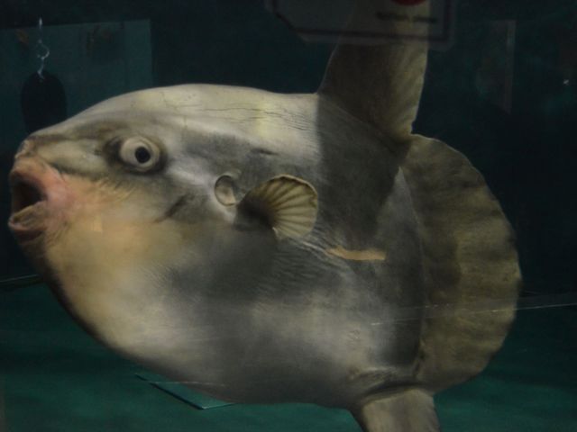 �}���{�E�͂��������Ȃ��炨�悢�ł܂��B�f�J���Ă��������|���c_���֎s�������̂��������فE�C����