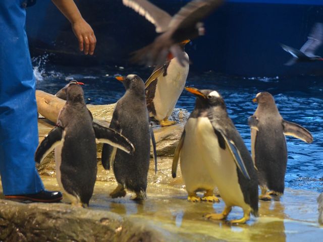 �W�F���c�[�y���M��_���֎s�������̂��������فE�C����