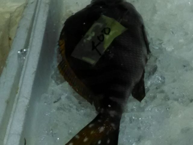 �h�g�ɂ����J���C�S�O�O�~_���̉w �����l�݂Ȃ���