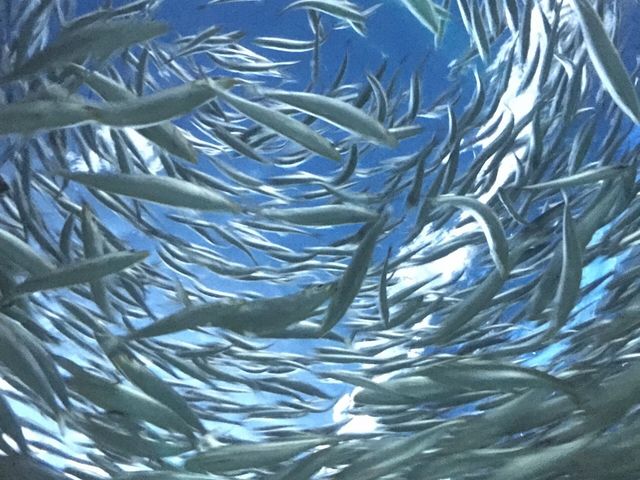 �g���l��_���֎s�������̂��������فE�C����