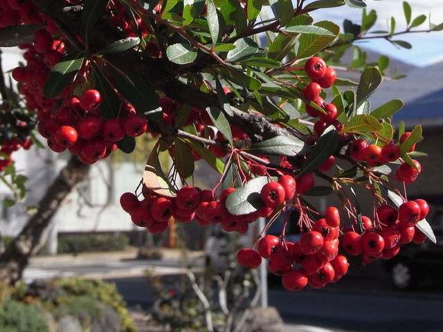 ��R�c����̏H_�ˑq��R�c����