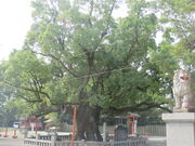 Ԃ񂳂̔̑叾̓eʐ^1