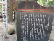 Ԃ񂳂̔̑叾̓eʐ^2