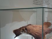 okapee33̍599~[WA̓eʐ^1