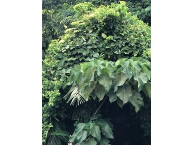 �ҁ[�̂���̗��R���R�����̓��e�ʐ^1