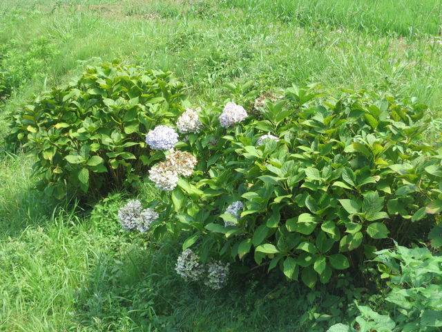 Ԃ񂳂̎}AWTCh̓eʐ^2