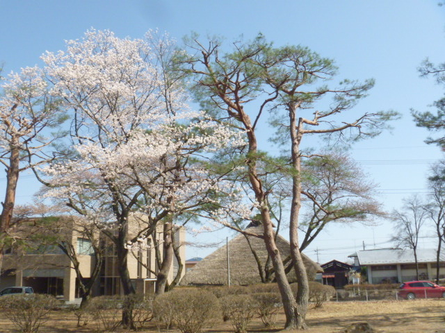 黒磯公園の桜 アクセス 営業時間 料金情報 じゃらんnet