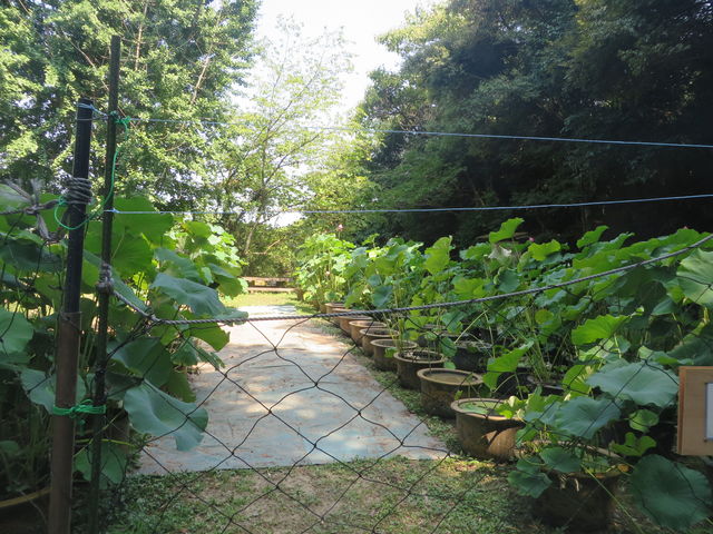 Ԃ񂳂̔@@̘@̓eʐ^2