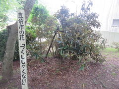 花ちゃんさんの犬ケ岳のツクシシャクナゲの投稿写真1