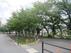 花ちゃんさんの平池公園の桜の投稿写真2
