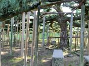 ܁`ځ`̘Ã}ci}j̓eʐ^1