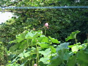 Ԃ񂳂̔@@̘@̓eʐ^1