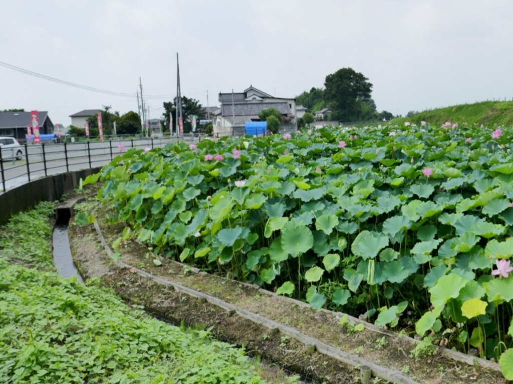 太田(群馬県)駅周辺の動物園・植物園ランキングTOP10 - じゃらんnet