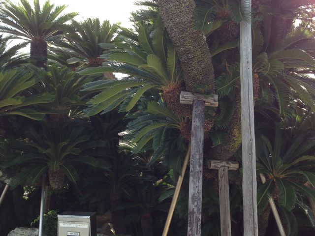 長寿蘇鉄】アクセス・営業時間・料金情報 - じゃらんnet 