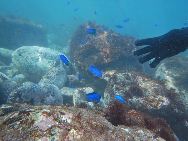 �Y��ȋ����j���ł܂���_���r�[�i�_�C�o�[�Y